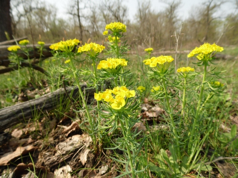 Euphorbia cyparissias